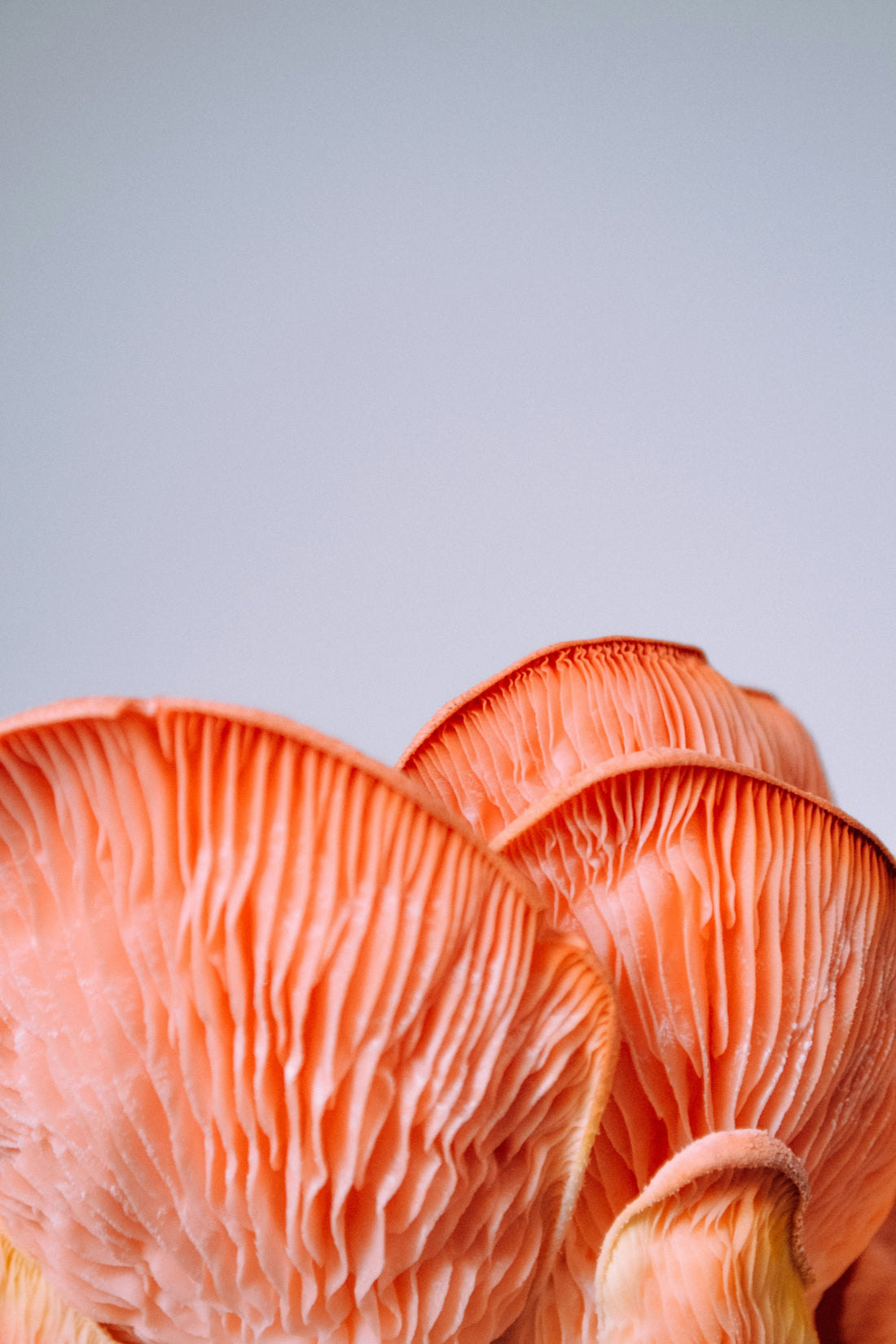 5 Health Benefits of Adaptogenic Mushrooms