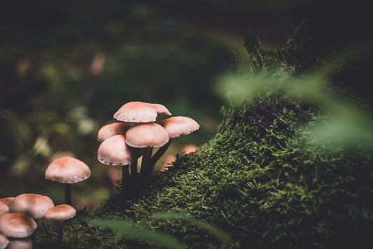 Why Mushroom Beverages Are the Wellness Trend You Shouldn't Miss in 2025